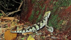 Urostrophus vautieri