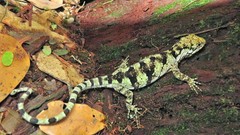 Urostrophus vautieri