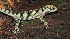 Urostrophus vautieri