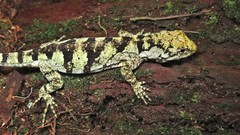 Urostrophus vautieri