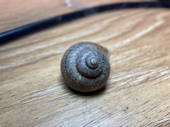 Cyclophorus martensianus