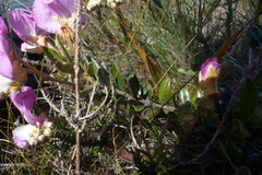 Podalyria biflora