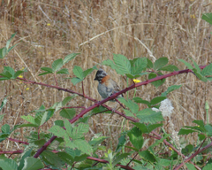 Zonotrichia capensis chilensis