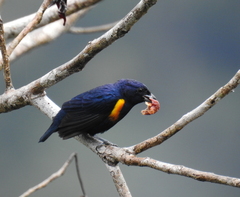 Euphonia cayennensis