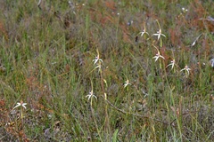 Caladenia longicauda eminens