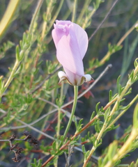 Calochortus splendens