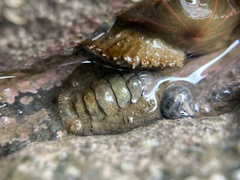Acanthochitona rubrolineata