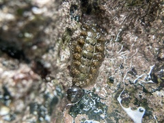 Acanthochitona rubrolineata
