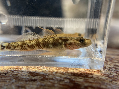 Cheekstripe goby (Rhinogobius genanematus) — Gobiidae