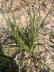 Carex umbellata