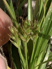 Carex umbellata