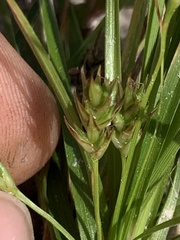 Carex umbellata