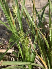 Carex umbellata