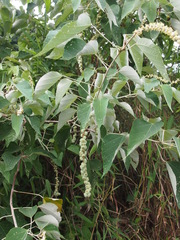 Mallotus apelta