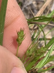 Carex umbellata