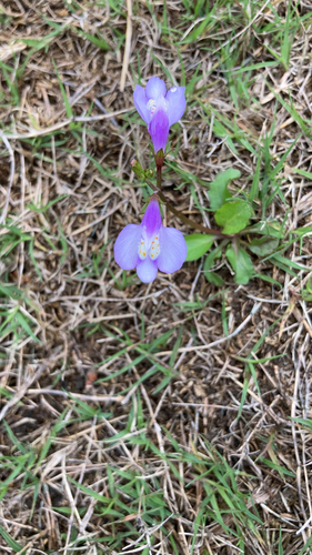 Asian mazus