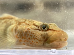Rhinogobius niger