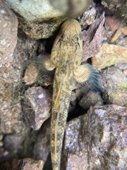 Rhinogobius niger