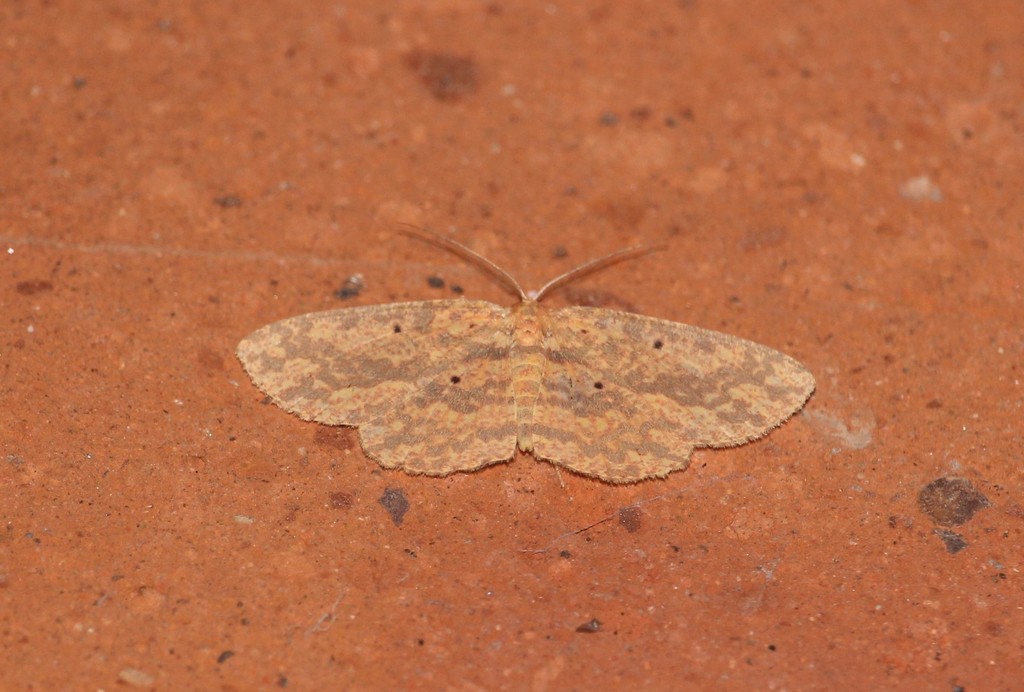 Borbacha pardaria (Borbacha pardaria)