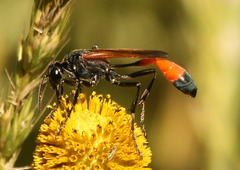 Ammophila placida