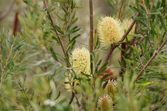 Banksia canei