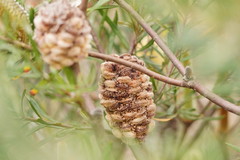 Banksia canei