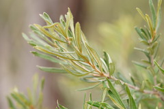 Banksia canei