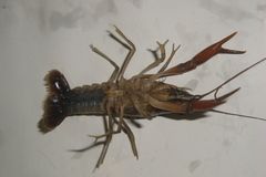 Procambarus llamasi