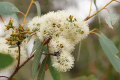 Eucalyptus macrorhyncha macrorhyncha