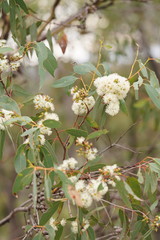 Eucalyptus macrorhyncha macrorhyncha