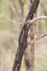 Eucalyptus macrorhyncha macrorhyncha