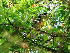 Nycticorax nycticorax