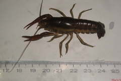Procambarus llamasi