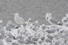 Larus argentatus × hyperboreus