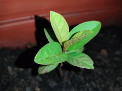 Psidium cattleyanum