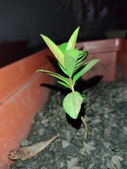 Psidium cattleyanum