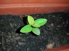 Psidium cattleyanum