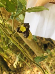 Aristolochia kaempferi