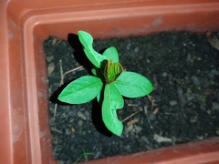 Psidium cattleyanum
