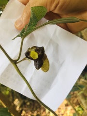 Aristolochia kaempferi