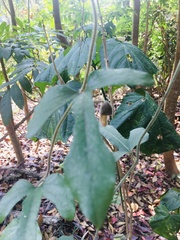Aristolochia kaempferi