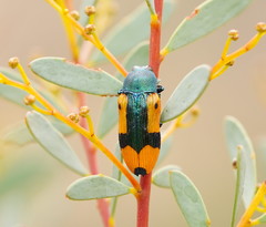 Castiarina skusei
