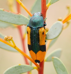 Castiarina skusei