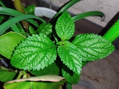 Stachytarpheta cayennensis