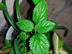 Stachytarpheta cayennensis