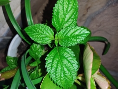Stachytarpheta cayennensis