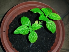 Stachytarpheta cayennensis