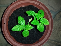 Stachytarpheta cayennensis