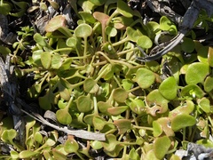 Claytonia rubra
