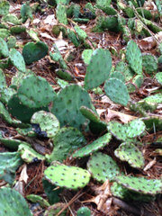 Opuntia humifusa